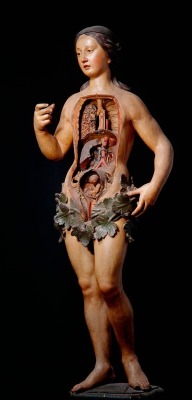 From the &ldquo;Anatomie des Vanités&rdquo; exhibit at the Erasmus House in Brussels, Belgium. &ldquo;Venus,&rdquo; medical mannequin. Ridiculous fig leaves!