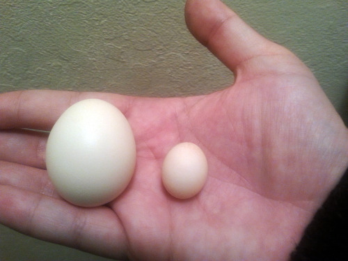 cockatriceking:  hushstep:  cockatriceking:  cockatriceking:  Our frizzled Serama chicken Calliope just laid the tiniest fairy egg I have ever seen in my life   LOOK AT THIS TINY CHICKEN EGG   TINY EGG APPRECIATION POST (these were laid by our diamond