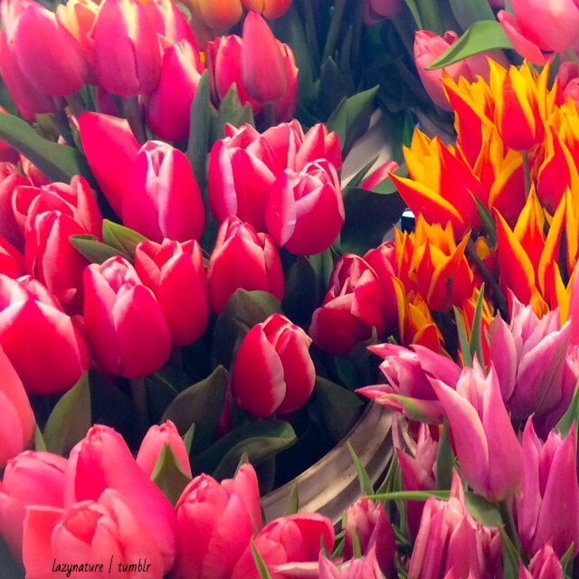 lazynature:  went to the market this weekend &amp; the flowers were so pretty!