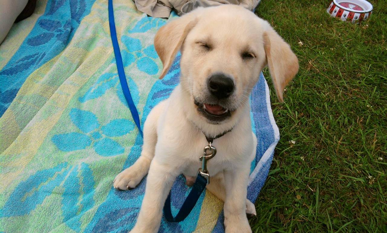 tastefullyoffensive:  Dogs About to Sneeze [via]Previously: Cats About to Sneeze