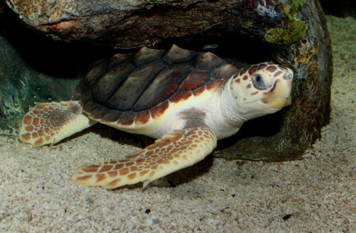 Loggerhead sea turtle (Caretta caretta)The loggerhead sea turtle is a species of oceanic turtle dist