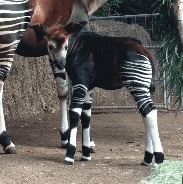 prettybonesandvultureprose:  sdzoo: Happy World Okapi Day! Meet Mosi, the floppy-eared