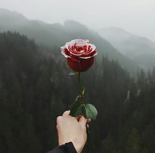 aboutamoonlight:
““Quando guardo una rosa, mi accorgo che le cose dell'universo non sono tenute ad essere belle, eppure lo sono. ” ”