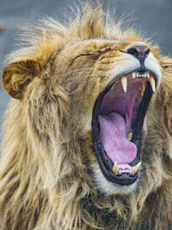 brutalgeneration:  Yawning Louis (by Tambako the Jaguar)