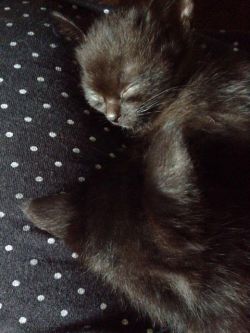 46187:  黒猫2匹拾ったんだが名前候補頼む : 〓