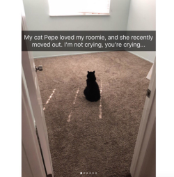 justcatposts:  Cute cat snapchats