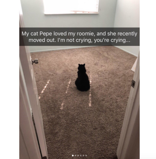 Porn Pics justcatposts:  Cute cat snapchats