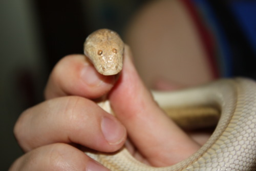 Jay Eaton / The Majestic Arabian Sand Boa