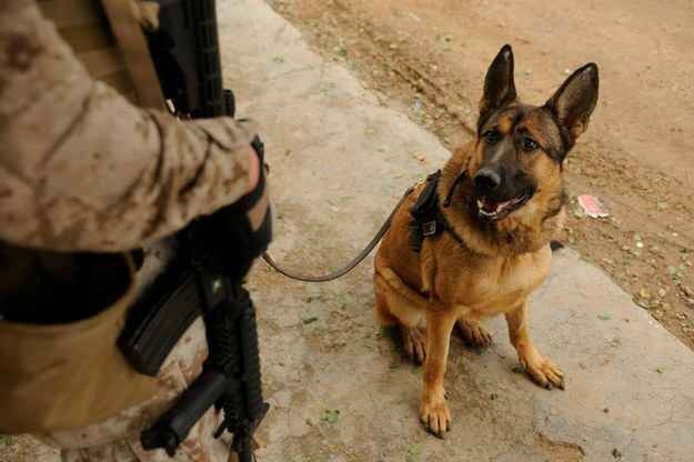 corgis-everywhere:  In honor of Veteran’s Day, meet Lucca,  an amputee veteran