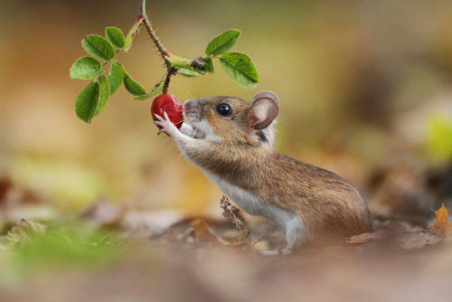 Woodmouse by Julian Rad