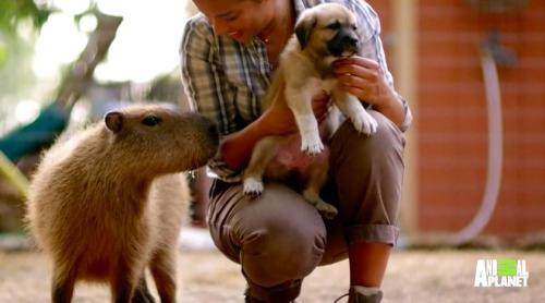 dodosite: The orphaned puppies who show up at the doors of the Rocky Ridge Refuge all find themselve