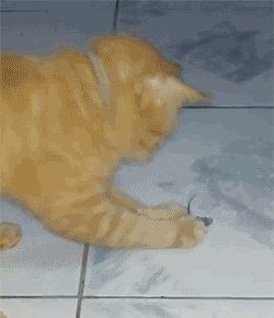 10000steps: phosphorescentt:  megustamemes:  And the Oscar goes to…  this is it. this is the funniest gif ever.  omg, lol 