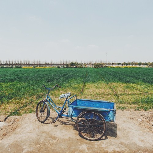 siralexpanda: Fields | Canon 1Ds MKIII #vscocam #vsco #vscogrid #fields #tricycle #green #farm
