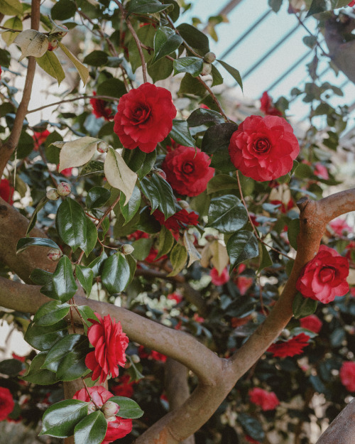 florealegiardini