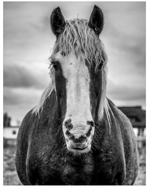 3rdviewphotography:Listening | #horse #bnwphotography #horseportrait #3rdviewphotographyberlin (hier