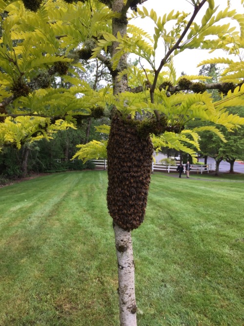 thehubby:I snapped these gorgeous pictures of a swarm of honeybees this morning on my way into work.