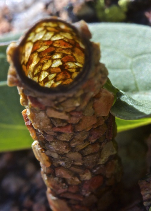 A Caddisfly Larvae Casing Made Out of Sand Grains [OC], [3130 x 4382]