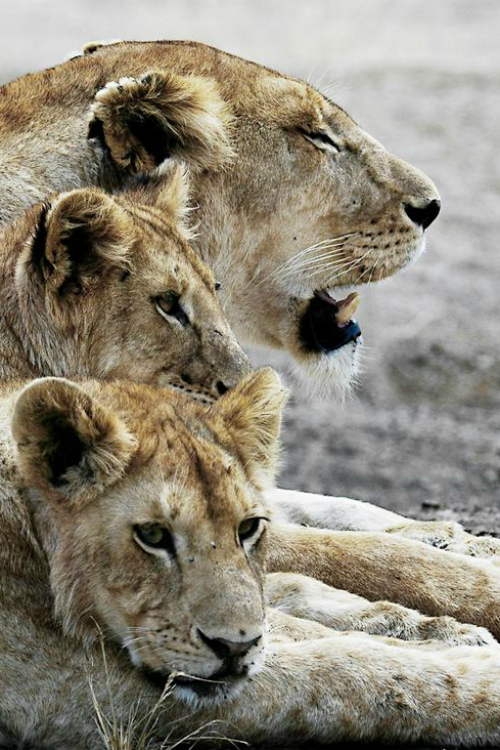 ilaurens:  Lion pride - By: (Chevalier Photography)
