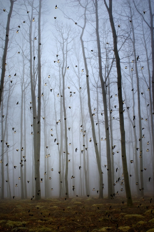 mstrkrftz:  _DSC0598 by Oskar Zapirain 