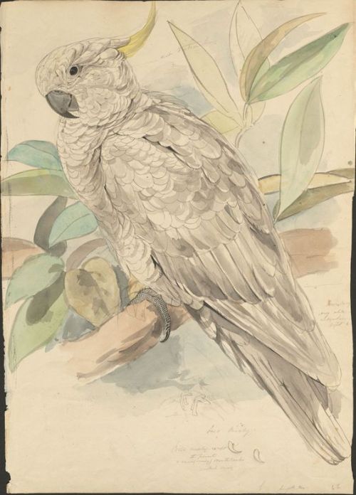 art-and-things-of-beauty - Edward Lear (1812–1888) - Sketches...