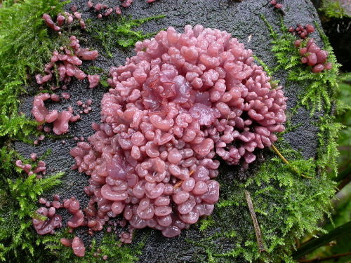 typhlonectes: Purple Jellydrops (Ascocoryne sarcoides) fungus, growing on a hardwood stump, Pacific 