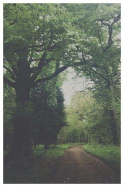 south-england:  Walking in the woods »»