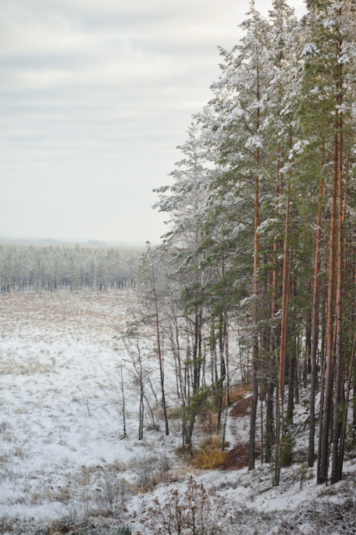 fyeaheasterneurope:  Winter in Čepkeliai marsh, in Lithuania’s Dzūkija National Park. Photographs by Lina Gavėnaitė. 