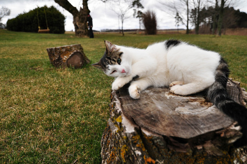 Charley Barley - Resident barn cat at The Wana Be Farm in Honeywood, Ontario (via up-n-atom)