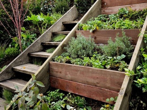lilplanty:   