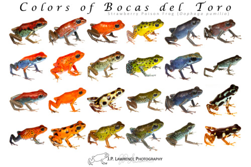 threedollarhooker:Colors of Bocas del Toro, Strawberry Poison Frog (Oophaga pumilio) by J.P. Lawrenc