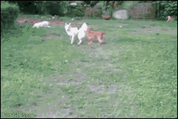 thaunderground:  that white dog ran a nice out route 