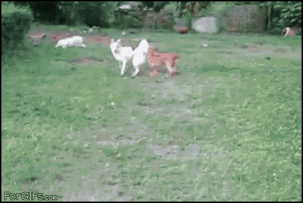 catsdogsblog:  Source http://www.funny-joke-pictures.com