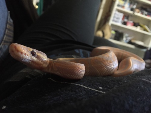 me-ride-pretty-one-day:Little dude came in a few days ago!