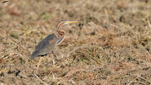 Purple Heron - Garça-vermelha (Ardea purpurea)Vila Franca de Xira/Portugal (5/05/2022)[Nikon D500; A