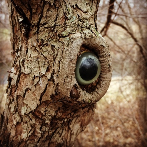 mysterycar:
“ Beware the tree octopus!
”
THis is amazing.