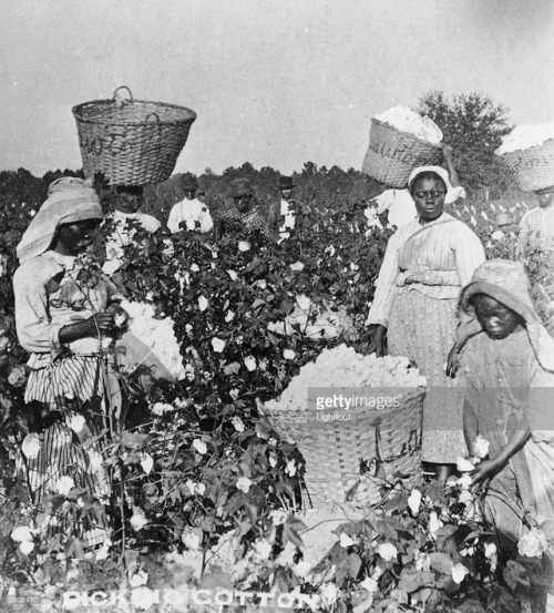 thecivilwarparlor:King Cotton, The South Refused To Stop Planting-Planter’s Greed Starved The South“