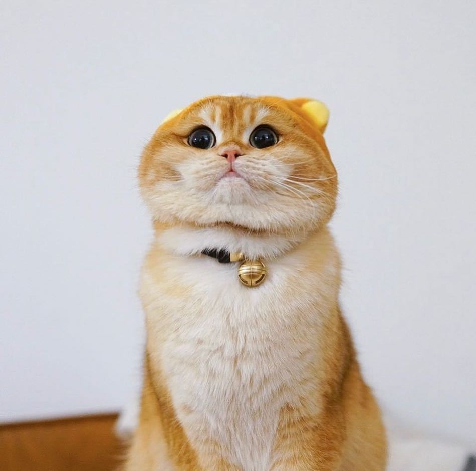 cat-lover-1001:  