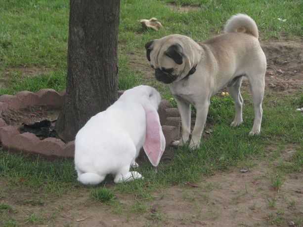 xtonimacaroni:PUGS BUNNY (get it)