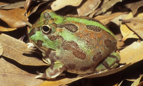 typhlonectes:   Chacoan burrowing frog (Chacophrys pierotti), a relative of the more popular horned 