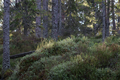 Murstensdalen nature reserve in Västmanland, Sweden. 