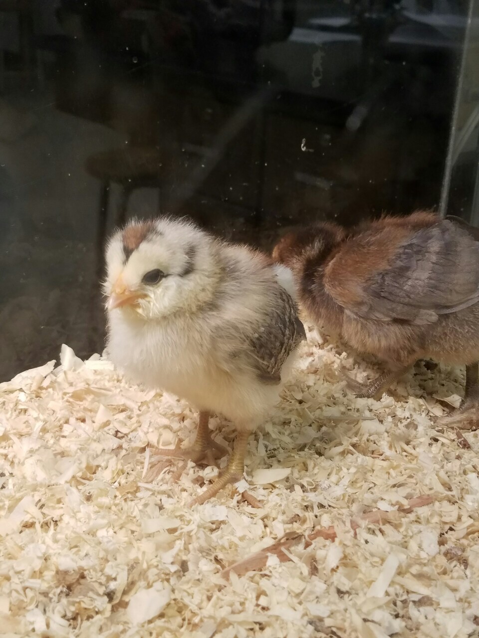 the-gay-u-cant-catch:  A baby chick I got recentlyðŸ˜ she wasnt eating for a