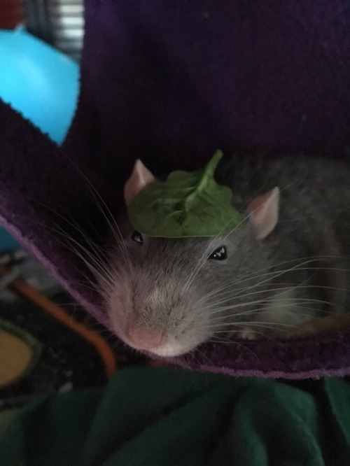 wrigglyrats:Look at my boy and his fancy hat, don’t he look dapper?