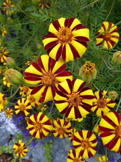 French Marigold Dandy Stripped! How beautiful! Found seeds here : Etsy 