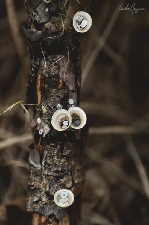 lindagoesmushrooming: Crucibulum laeve (common bird’s nest fungi) growing on rotting twig