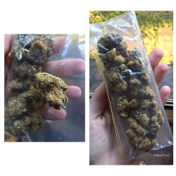 weedporndaily:  #Australianbud, denser than most I’ve seen here, smelled and smoked great! by coralreefer420_