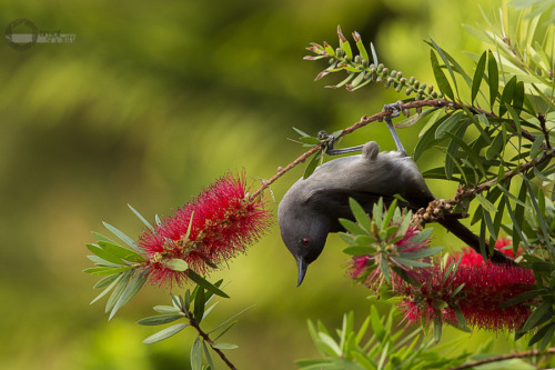 creatures-alive:Upside-Down Sibia!! by Ismail Shariff