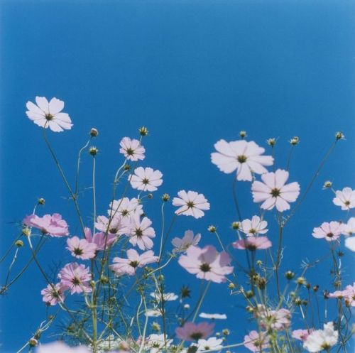 Rinko Kawauchi aka Michiko Kawauchi aka 川内 倫子 (Japanese, b. 1972, Shiga, Japan) - Untitled from the 