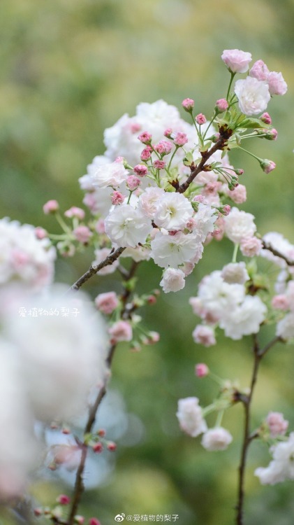 cherry blossoms by 爱植物的梨子