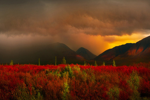 Denali National Park Tundra, Alaska by kevin mcneal on Flickr.