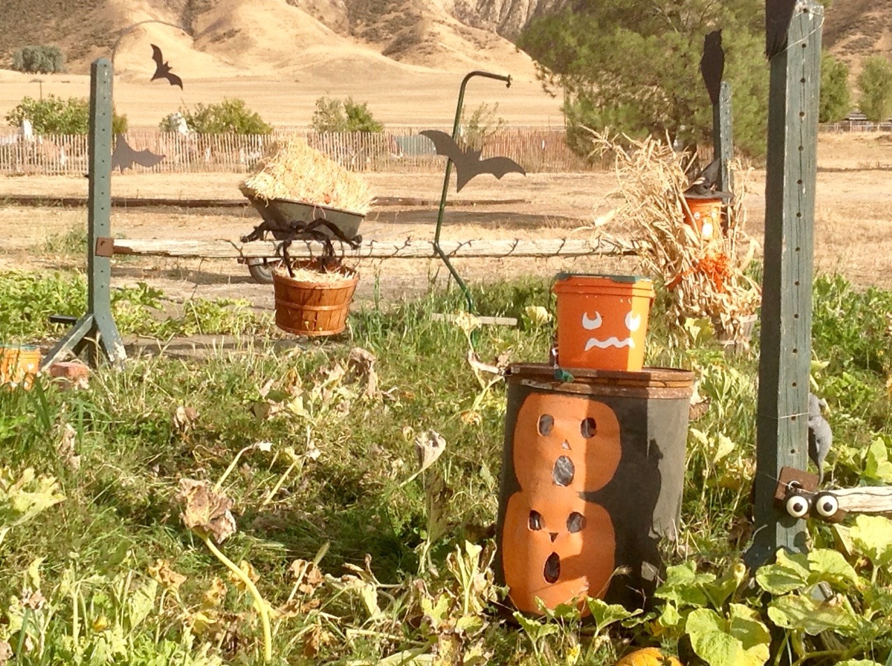 A field of withering pumpkin vines and indistinct weeds, with some wooden posts and rails adorned with a variety of Halloween decorations. Decorations include black bat cutouts, a fuzzy spider, and several buckets and barrels painted to look like jack-o-lanterns.
